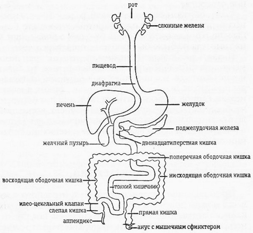 В пищеводе железы расположены в. Схема пищеварительного тракта человека схема. Схема пищеварительного канала анатомия. Желудочно-кишечный тракт схема рисунок. Пищеварительный тракт человека схема.